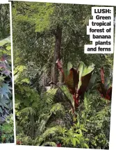  ?? ?? LUSH: Green tropical forest of banana plants and ferns