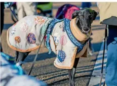  ?? ?? Dieser Galgo-Hund lief mit seinem neuen Besitzer, gut geschützt gegen die Kälte, ebenfalls bei der Demonstrat­ion mit.