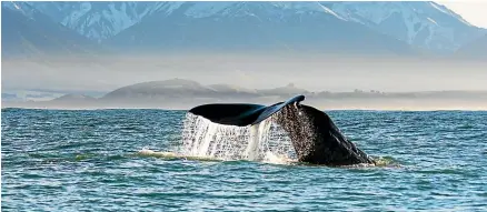  ?? VIRAJ GAMAGE/WHALE WATCH KAIKOURA ?? A new study suggests that whales will seek refuge further south as global sea-surface temperatur­es continue to rise.