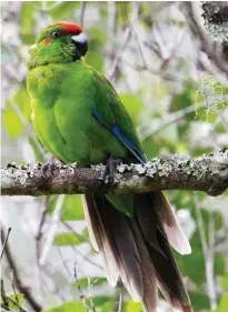  ??  ?? Park ranger Craig Doolan examines a nest site designed to protect the green parrot from predators. The predator-proof nests, along with a dedicated breeding program, have seen green parrot numbers climb from fewer than 80 birds to the current...