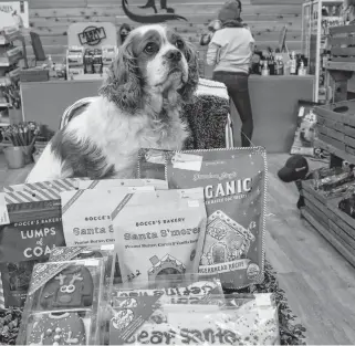  ?? ALISON JENKINS PHOTOS ?? Cupid browses the selection of special holiday treats at Blue Ribbon Pet Supply in Charlottet­own.