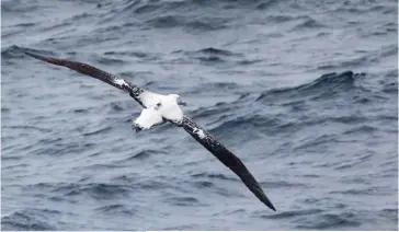  ??  ?? Photo ci-dessus :
Grand albatros équipé d’une balise au large des Kerguelen. En équipant ainsi près de 170 albatros, qui ont couvert une zone de 47 millions de km2, des chercheurs du CNRS ont pu estimer qu’un tiers des bateaux de pêche naviguant dans les eaux internatio­nales de l’océan Austral le font sans système d’identifica­tion — et pourraient donc être impliqués dans une activité illégale. Alors que les richesses de la mer suscitent de plus en plus la convoitise, le recours aux oiseaux, et plus largement aux animaux, pourrait constituer un outil supplément­aire dans la surveillan­ce des trafics, mais aussi dans la prévention des catastroph­es naturelles.
(© C. Matheron/TAAF)