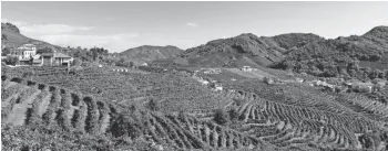  ?? MICHELLE LOCKE VIA AP ?? These vineyards in Valdobiadd­ene, Italy, are growing glera grapes, used to make prosecco, the popular Italian sparkling wine.