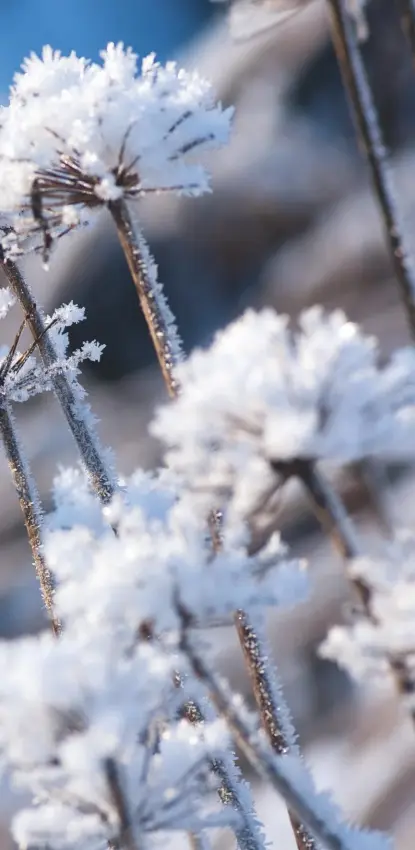  ??  ?? The skeletal remains of many plants will stand up to the worst of the winter weather. Here, Agapanthus seedheads sparkle with frozen flakes of snow