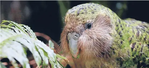  ?? Photo: CAMERON BURNELL/ FAIRFAX NZ ?? Sirocco the kakapo will head home on Monday.