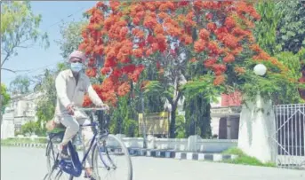  ?? BHARAT BHUSHAN /HT ?? A cyclist pedals along blooming Gulmohar trees on the Mall road in Patiala on Thursday.