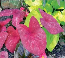  ?? PHOTO BY NORMAN WINTER/TNS ?? Heart to Heart Burning Heart caladiums, new this year, create a dazzling contrast of foliage color with the chartreuse leaves of Shadowland Coast to Coast hosta.