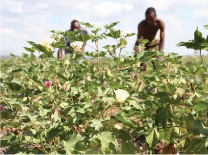  ??  ?? Cotton production in the country increased by more than 150 percent