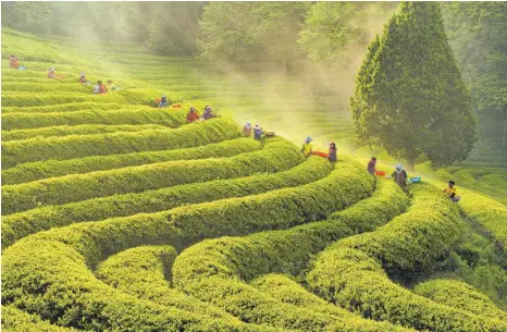  ?? FOTOS: DPA ?? Geschwunge­ne Reihen in sattem Grün: Im Südwesten Südkoreas wird auf mehreren großen Plantagen Tee angebaut.