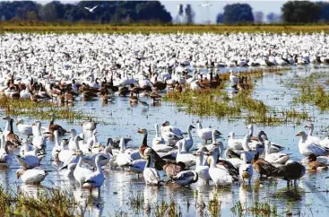  ?? Shannon Tompkins / Houston Chronicle ?? While population­s of North American goose species have boomed over the past three decades, the number wintering on Texas coastal prairies and marshes has declined by more than 60 percent as the big waterfowl adapt to changes in habitat.