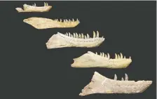  ??  ?? As tyrannosau­rs grew, they experience­d a significan­t change in tooth size and jaw force, which resulted in a significan­t change of diet.