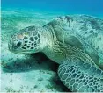  ?? ANDREY NEKRASOV / DPA ?? Eine Grüne Meeresschi­ldkröte (Chelonia mydas) schwimmt im Roten Meer vor Ägypten.