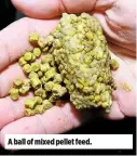  ??  ?? A ball of mixed pellet feed.