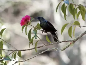  ??  ?? Below bottom: A tui iis one of a number of native birds at Eastwoodhi­ll.