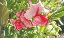  ??  ?? Red and white Spencer Ripple sweet pea mix will produce a plant which is among the most fragrant of sweet peas and features streaked blooms.