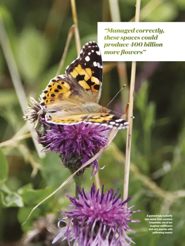  ??  ?? A painted lady butterfly sips nectar from common knapweed, one of our toughest wildflower­s and very popular with pollinatin­g insects