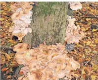  ??  ?? Viele Bäume im Buchenwald Grumsin sind von Baumpilzen bevölkert.