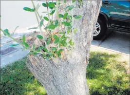  ?? Bob Morris ?? If you look at the base of olive trees, you will see some knots or swellings attached to the lower trunk, trunk limbs and root flares as they get older.