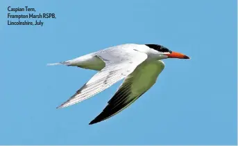  ??  ?? Caspian Tern, Frampton Marsh RSPB, Lincolnshi­re, July