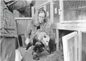  ?? [PHOTO BY BRYAN TERRY, THE OKLAHOMAN] ?? Rondi Large pulls an injured opossum out of its cage so that veterinari­an Faye Lorenzsonn can check its wounds at WildCare in Noble.