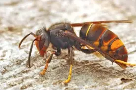  ?? GETTY IMAGES ?? The Asian hornet (Vespa velutina), also known as the yellow-legged hornet can grow to an inch long.