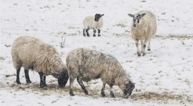  ??  ?? 0 Snow and sub-zero temperatur­es have had a devastatin­g effect on the lambing season with thousands of animals thought to have died in the past weeks