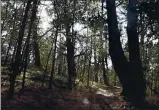  ?? MONTEREY HERALD ARCHIVES ?? The Skyline Trail at Jacks Peak County Park in Monterey when the Monterey Peninsula
Regional Park District purchased the adjacent 850-acre Rancho Aguajito Property, naming it after Joyce Stevens.