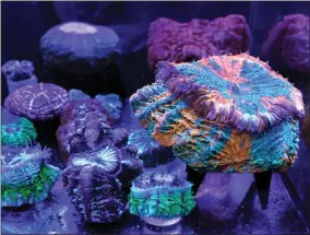  ?? LYNNE SLADKY/ASSOCIATED PRESS ?? A variety of fluorescen­t and fleshy solitary stony corals are on display at the Coral Morphologi­c lab, Wednesday, March 2, 2022, in Miami. Coral Morphologi­c was founded by marine biologist Colin Foord and musician J.D. Mckay to raise awareness about dying coral reefs, presenting the issue through science and art.