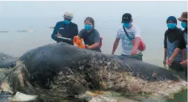  ?? PHOTOS TIRÉES DE FACEBOOK – WWF-INDONESIA ?? Les scientifiq­ues ont notamment retiré des sacs, des bouteilles, et une paire de sandales de la carcasse de la baleine, qui a été retrouvée sur le rivage d’une île des Célèbes.