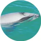 ??  ?? MPI is basing cost estimates for the camera technology on a $17m trial in Maui dolphin territory off the west coast of the North Island.