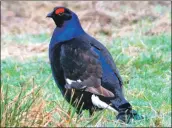  ?? Photo: Dennis Morrison ?? More birds have been released by the Arran Black Grouse Group as part of a re-introducti­on programme.