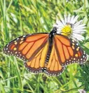  ?? CONTRIBUTE­D ?? Weedy plants have value for insects. A monarch and a small solitary bee visit a volunteer aster.