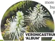  ?? ?? VERONICAST­RUM ‘ALBUM’