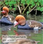  ?? MIKE VICKERS ?? Red-crested pochards