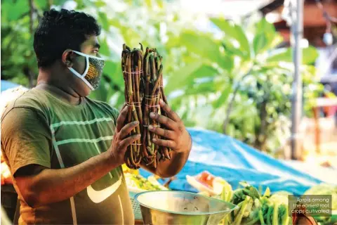  ??  ?? Taro is among the earliest root crops cultivated