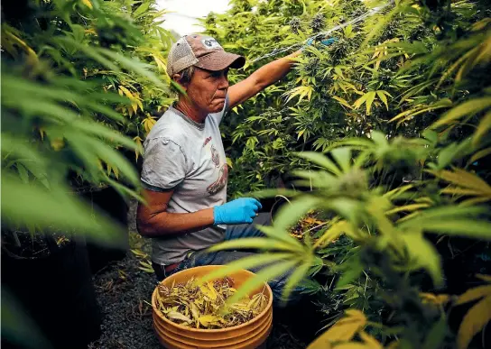  ?? PHOTO: WASHINGTON POST ?? Amy Goodwin removes the yellow leaves and checks for damage on the cannabis plants at SPARC in Glen Ellen, California .