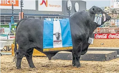  ?? (CORRAL DE GUARDIA) ?? En Palermo. El año pasado, Payanquén fue premiado en la Exposición Rural de Palermo.