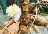  ?? LAUREN E. SIKORSKI PHOTOS ?? Dahlia tubers, above left, along with Boom Boom White dahlia tuber clumps, above right, are freshly harvested at Sow-Local.