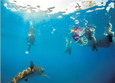  ?? MIKE SCOTT PHOTOGRAPH­Y/COURTESY ?? A group with Florida Shark Diving observes a shark somewhere off the South Florida coast. The feedings are controvers­ial.