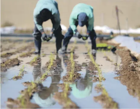  ?? Chris Whiteoak / The National ?? Furrows are flooded to help the rice grow, one of four irrigation techniques being tried in the project