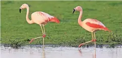  ?? FOTO: EUREGIO STICHTING ?? Ihre Vorfahren sind aus dem Zoo entwischt, in Vreden im Kreis Borken fühlen sich die Flamingos mittlerwei­le sehr wohl.