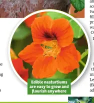  ??  ?? Edible nasturtium­s are easy to grow and flourish anywhere