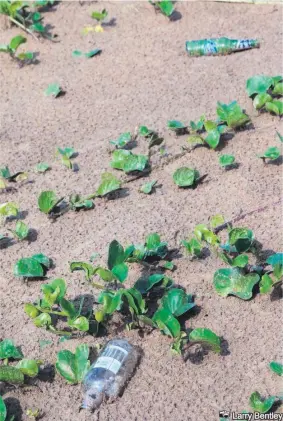  ?? Larry Bentley ?? Evidence of a party littering the sand dunes on the beach on Friday morning