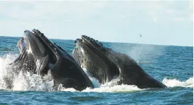  ?? Cornelia Oedekoven / National Oceanic and Atmospheri­c Administra­tion ?? Humpback whales lunge-feed in the Farallones National Marine Sanctuary.