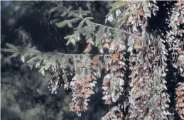  ?? REBECCA BLACKWELL/AP 2020 ?? Monarch butterflie­s migrate from the U.S. and Canada each year. Above, butterflie­s cling to branches at their winter grounds near Ocampo, Mexico.