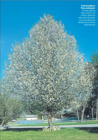  ?? Peral de Callery o ‘Pyrus calleryana’. ?? De hoja caduca y altura entre 6 y 15 metros, obtiene la valoración más elevada en los criterios de infraestru­ctura verde ysalud humana