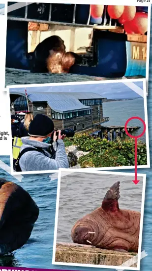  ??  ?? You wally! The intrepid traveller (right, from top) clambers onto a boat and is snapped (circled) on the lifeboat slipway. Left: Reluctant to budge