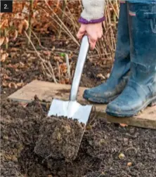  ??  ?? 2. Step 2: The soil is forked over and any weeds or stones removed. A hole is dug, approximat­ely 16in (40cm) wide and 2ft (60cm) deep. A spadeful of manure in the base will help the roots establish more effectivel­y.