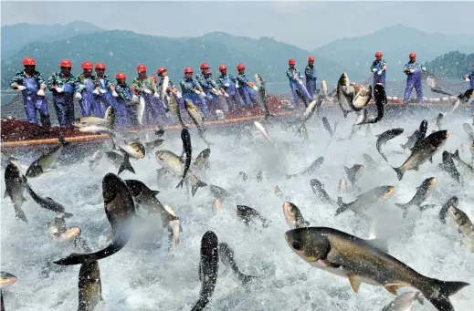  ??  ?? Large carp flip-flop in the net of fishermen in Qiandao Lake in Zhejiang Province. Fish-head soup is a specialty of the area and a favorite at local restaurant­s. — Photos by Imaginechi­na