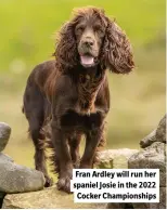  ?? ?? Fran Ardley will run her spaniel Josie in the 2022 Cocker Championsh­ips